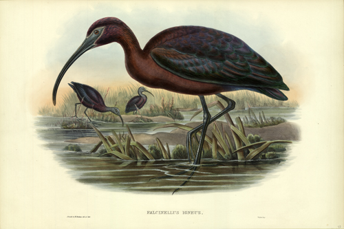 Falcinellus Igneus (Glossy Ibis)