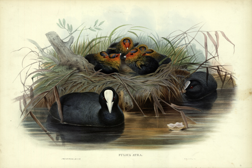 FULICA ATRA (COOT) FULICA ATRA (COOT)