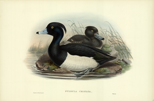 Fuligula Cristata (Tufted Duck)