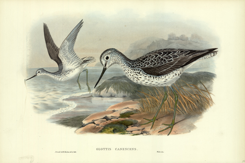 Glottis Canescens (Greenshank) Glottis Canescens (Greenshank)