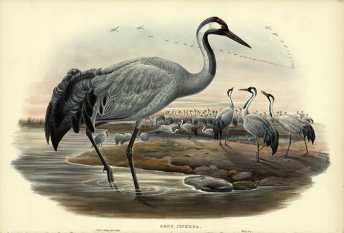 GRUS CINEREA (COMMON CRANE)