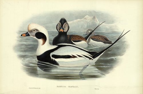 Harelda Glacialis (Long-Tailed Duck)