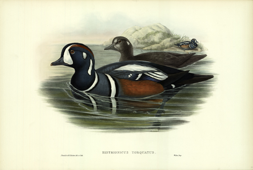 Histrionicus Torquatus (Harlequin Duck)
