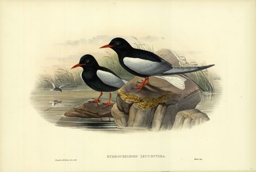 Hydrochelidon Leucoptera (White-Winged Tern)