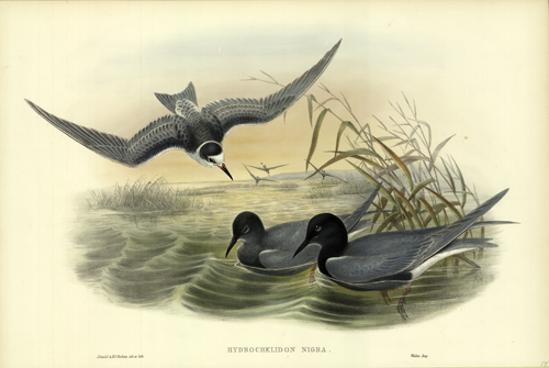 Hydrochelidon Nigra (Black Tern)