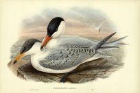 HYDROPROGNE CASPIA (CASPIAN TERN)