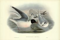 Hydrocoloeus Minutus (Little Gull)