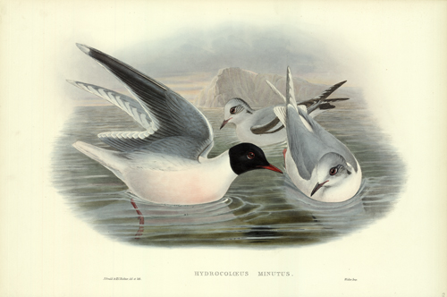 Hydrocoloeus Minutus (Little Gull)
