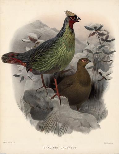 Ithaginis Cruentus (Blood Pheasant)
