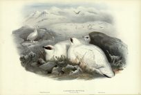 LAGOPUS MUTUS (PTARMIGAN) WINTER PLUMAGE