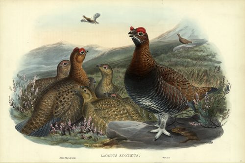 Lagopus Scoticus (Red Grouse)