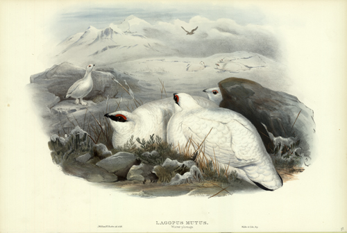LAGOPUS MUTUS (PTARMIGAN) WINTER PLUMAGE