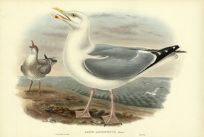 LARUS ARGENTATUS (HERRING GULL)