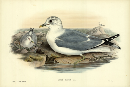 Larus Canus Larus Canus