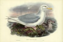LARUS GLAUCUS (GLAUCOUS GULL)