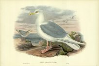 LARUS ISLANDICUS (ICELAND GULL)