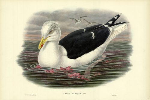 Larus Marinus