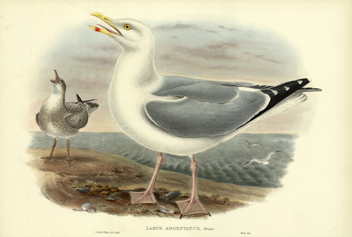 LARUS ARGENTATUS (HERRING GULL) LARUS ARGENTATUS (HERRING GULL)