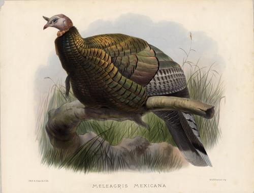 Meleagris Mexicana (Mexican Turkey)