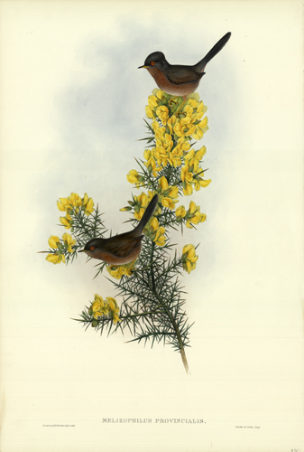 MELIZOPHILUS PROVINCIALIS (DARTFORD WARBLER)