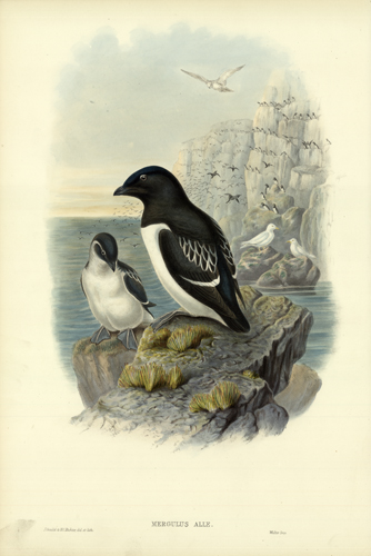 MERGULUS ALLE (LITTLE AUK)