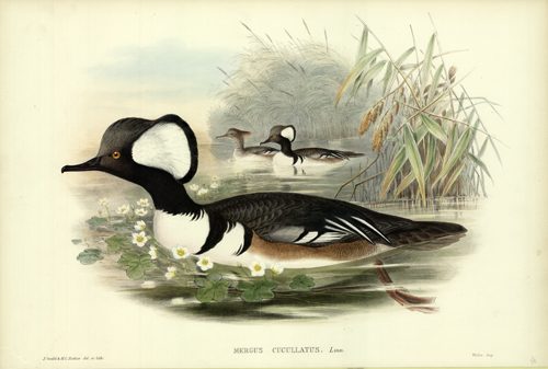 MERGUS CUCULLATUS (HOODED MERGANSER)