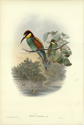 MEROPS APIASTER (BEE-EATER)