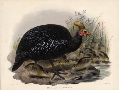 Numida Coronata (Crowned Guinea-Fowl)