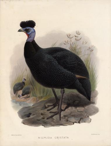 Numida Cristata (Crested Guinea-Fowl)