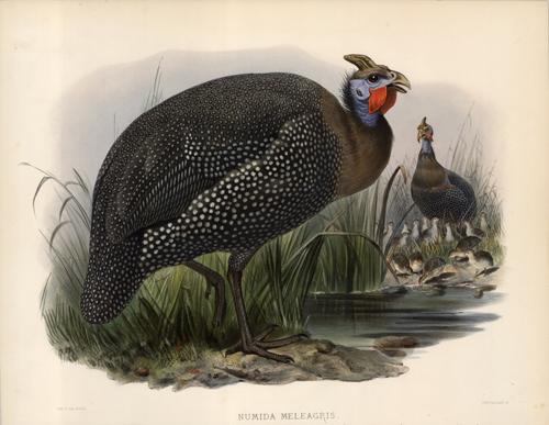 Numida Meleagris (Common Guinea-Fowl) Numida Meleagris (Common Guinea-Fowl)