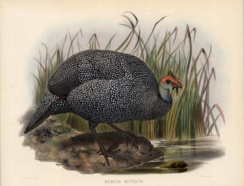 Numida Mitrata (Tiara'd Guinea Fowl) Numida Mitrata (Tiara'd Guinea Fowl)