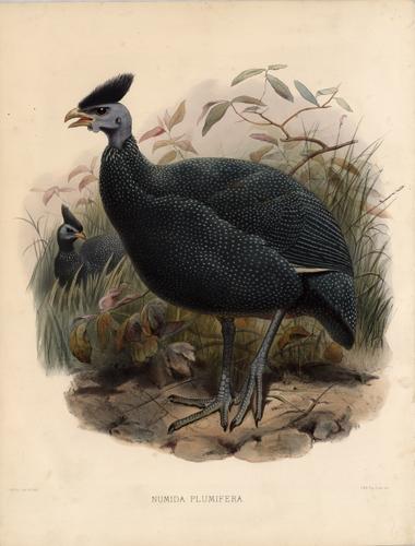 Numida Plumifera (Cassin's Guinea Fowl)