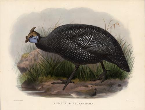 Numida Ptylorhyncha (Abyssinian Guinea Fowl) Numida Ptylorhyncha (Abyssinian Guinea Fowl)