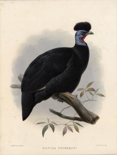 Numida Pucherani (Pucheran's Guinea Fowl)