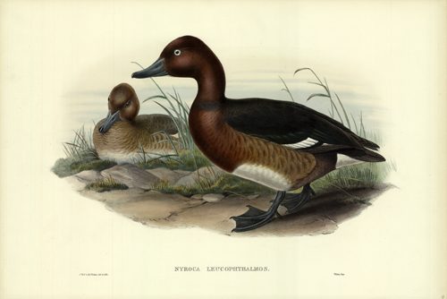 Nyroca Leucophthalmos (White-eyed or Ferruginous Duck)