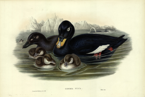 Oidemia Fusca (Velvet Scoter)