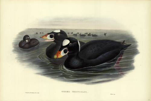 OIDEMIA PERSPICILLATA (SURF-SCOTER)