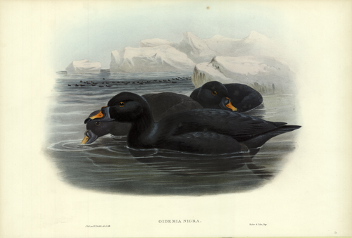 OIDEMIA NIGRA (SCOTER)