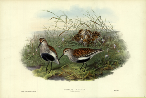Pelidna Cinclus (Dunlin (Summer Plumage))