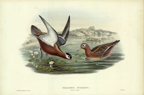 Phalaropus Fulicarius (Grey Phalarope (Summer Plumage))