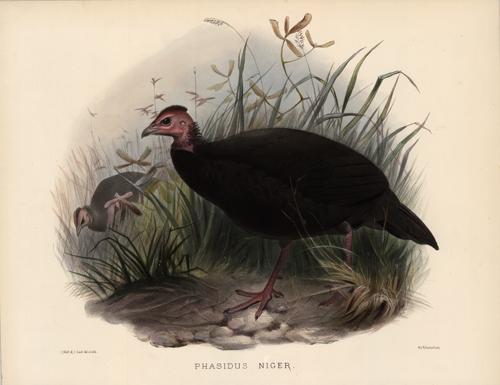 Phasidus Niger (Black Phasid)