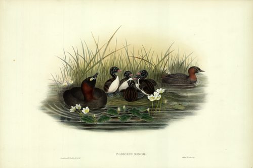 Podiceps Minor (Little Grebe or Dabchick)