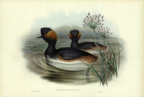 Podiceps Nigricollis (Eared Grebe) Podiceps Nigricollis (Eared Grebe)