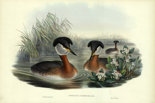 PODICEPS RUBRICOLLIS (RED-NECKED GREBE)