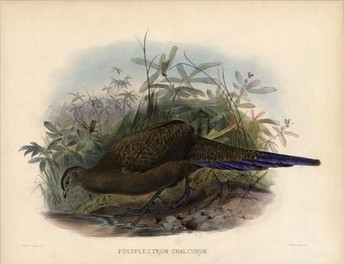 Polyplectron Chalcurum (Sumatran Polyplectron)