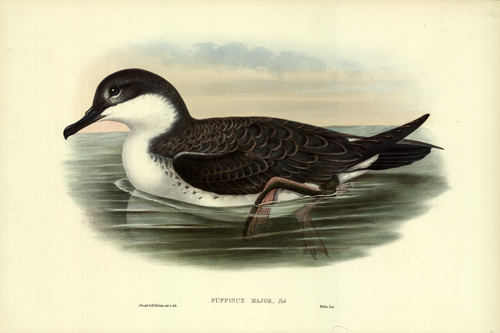 Puffinus Major