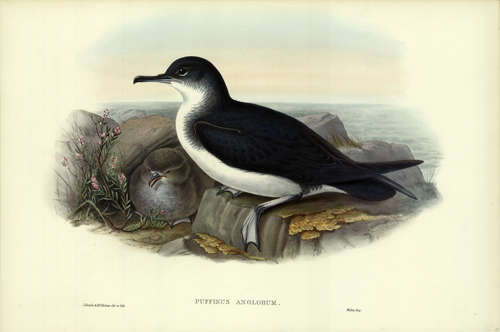 Puffinus Anglorum (Manx Shearwater) Puffinus Anglorum (Manx Shearwater)