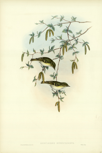 REGULOIDES SUPERCILIOSUS (YELLOW-BROWED WARBLER)