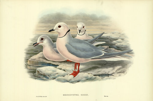 Rhodostethia Rossii (Ross's Gull)