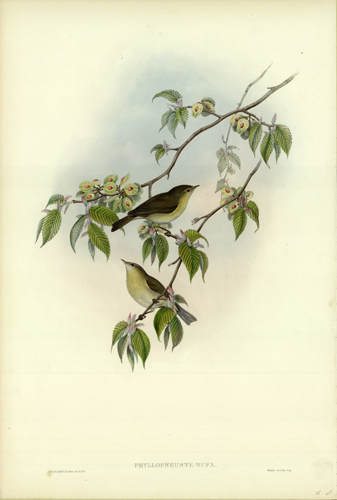 PHYLLOPNEUSTRE RUFA (CHIFF-CHIFF)